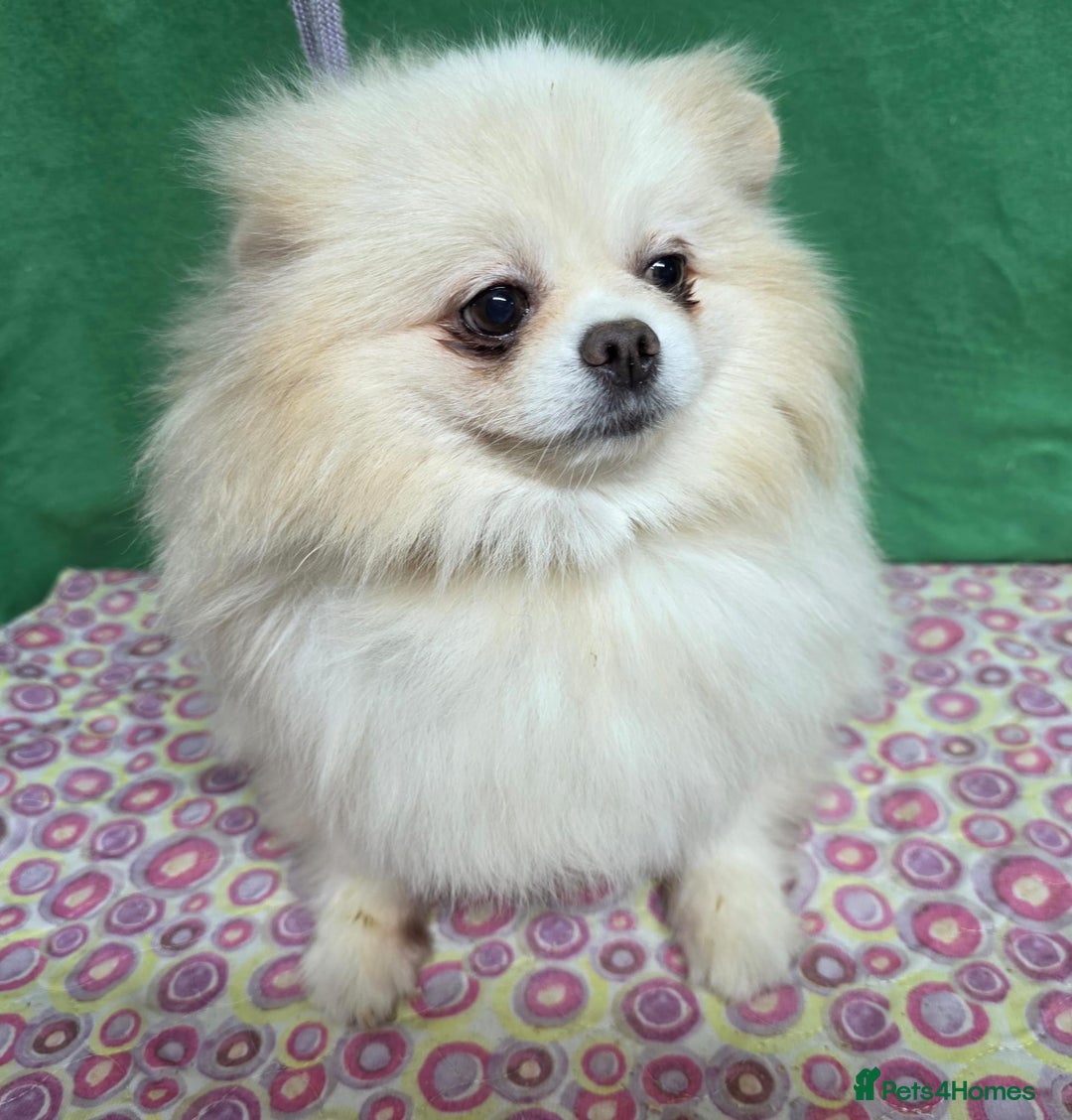 Pomeranian dogs for adoption: PETAL – Pomeranian (Female) - Advert 1