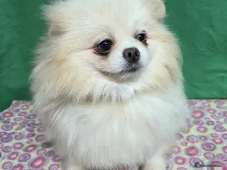 Pomeranian dogs PETAL – Pomeranian (Female) - Advert 2