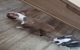 Boston Terrier dogs for sale: Boston Terrier pups - Image 24