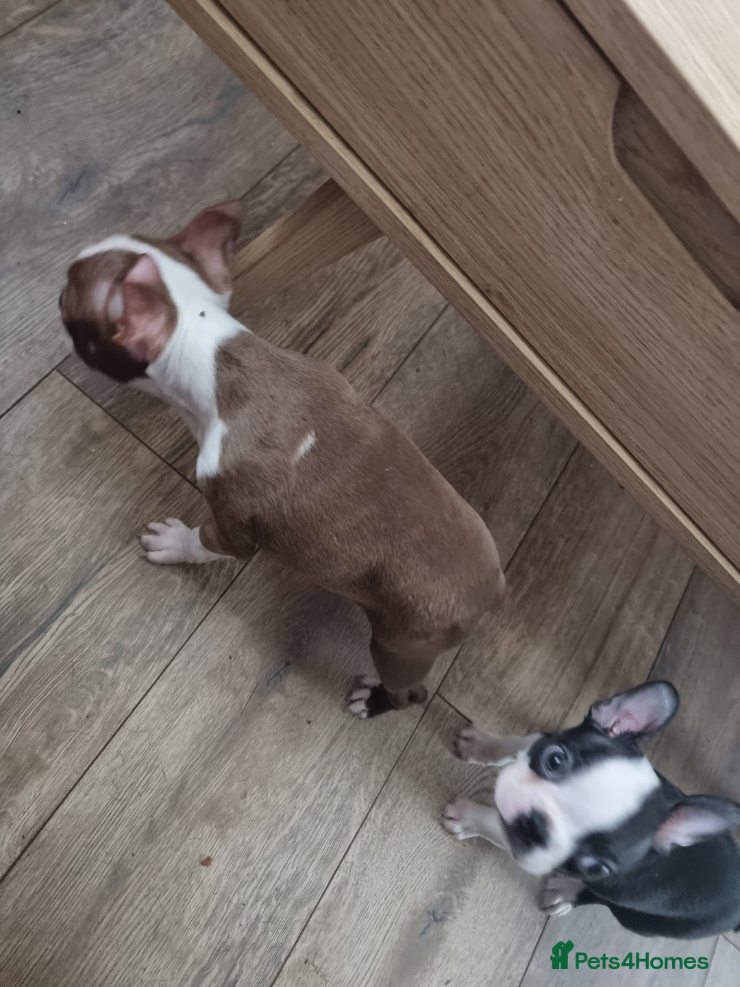 Boston Terrier dogs for sale: Boston Terrier pups - Image 24