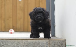 Poochon dogs for sale: F1 Poochon puppy for sale - Image 21