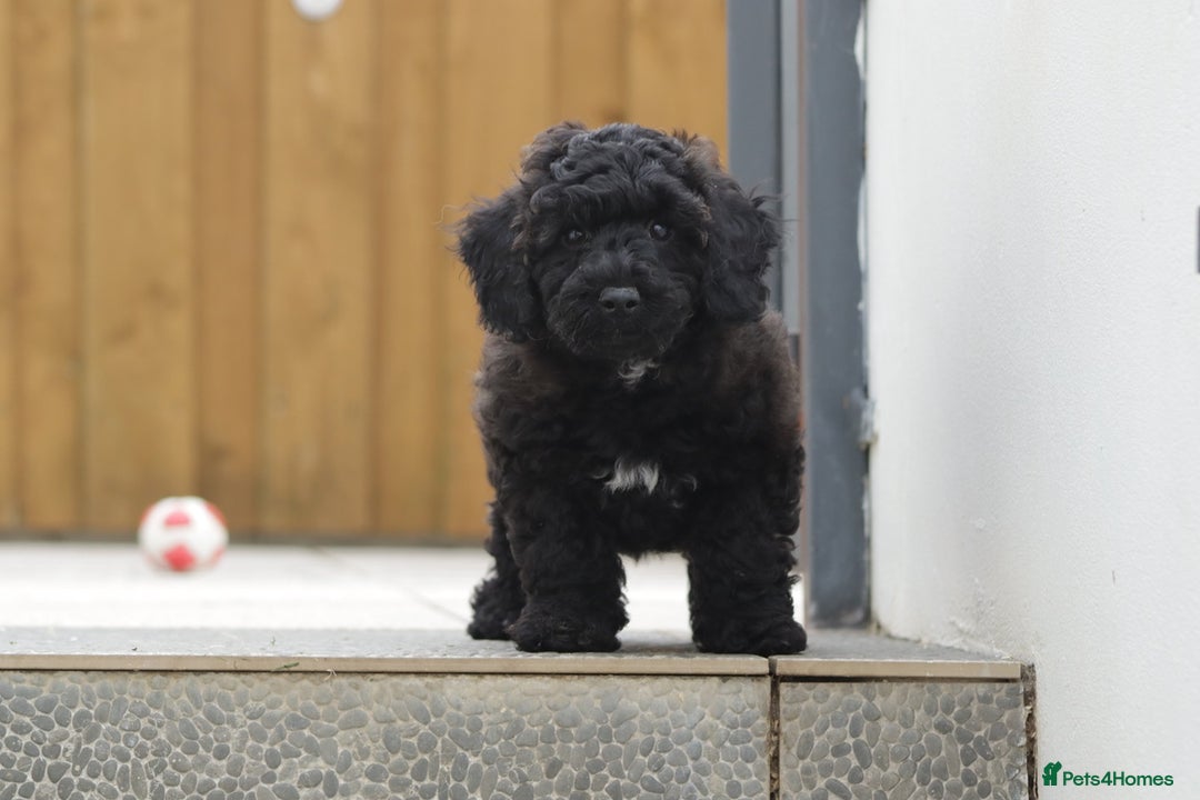 Poochon dogs for sale: F1 Poochon puppy for sale - Image 21