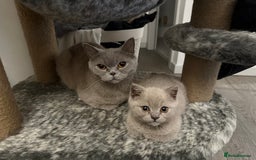 British Shorthair cats for sale: Adorable British Shorthair Female🐱😍💞✨ - Image 3