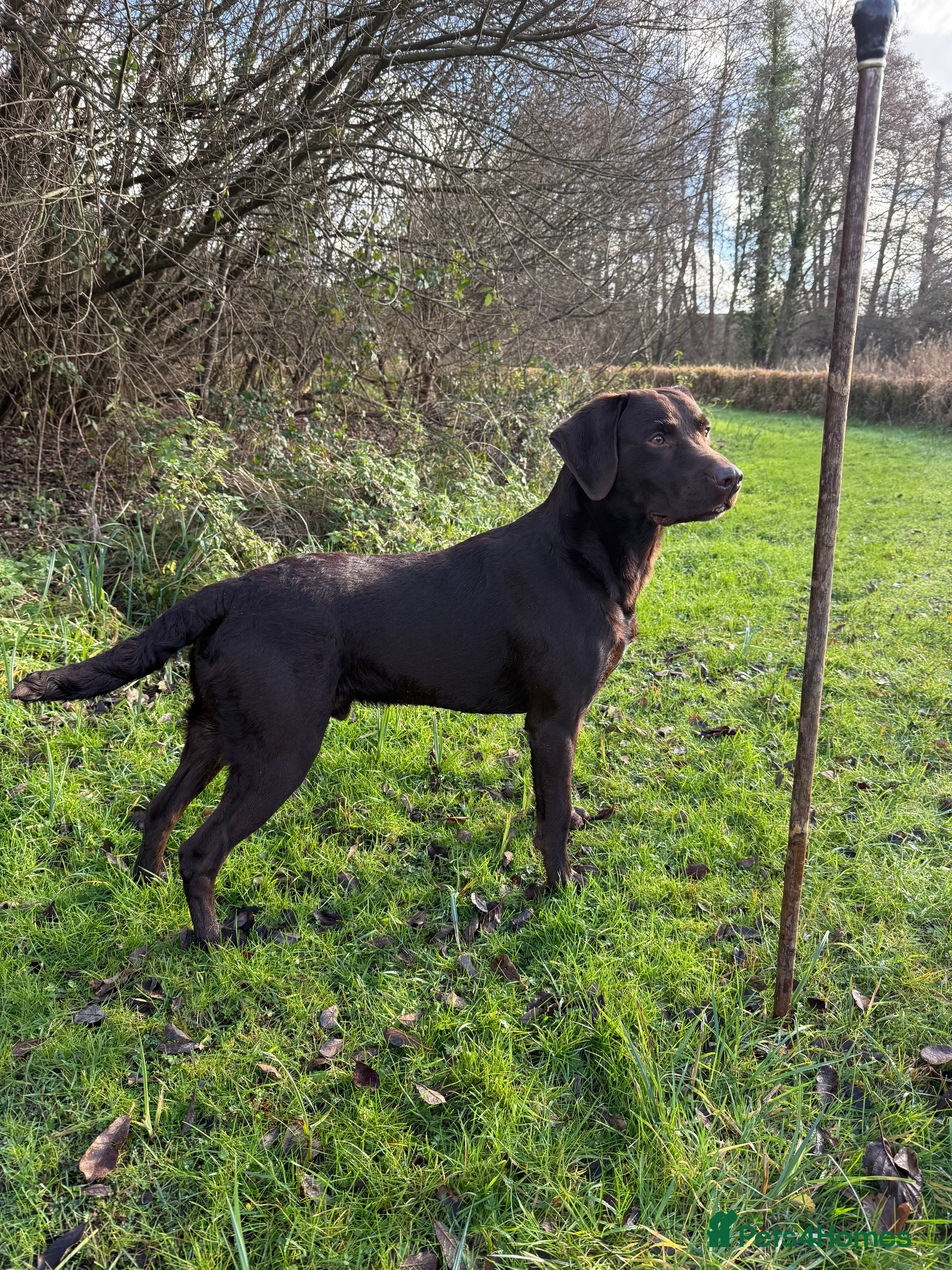 Labrador Retriever dogs Working Chocolate Labrador available for stud in Winchester - Advert 19