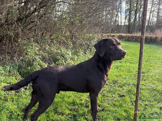 Labrador Retriever dogs Working Chocolate Labrador available for stud in Winchester - Advert 19