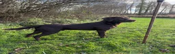 Labrador Retriever dogs for stud: Working Chocolate Labrador available for stud in Winchester - Advert 1
