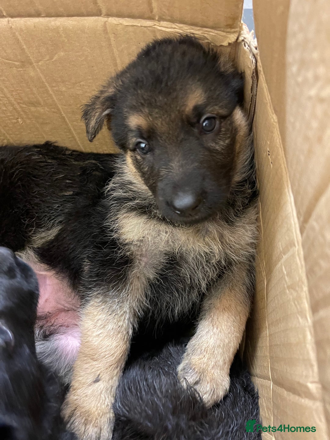 German Shepherd dogs for sale: Straight back German Shepard’s  - Advert 6