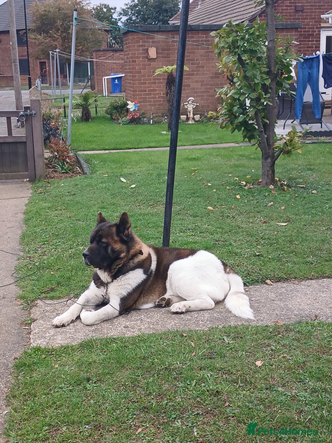 Akita dogs for stud: American Akita For Stud  - Advert 4