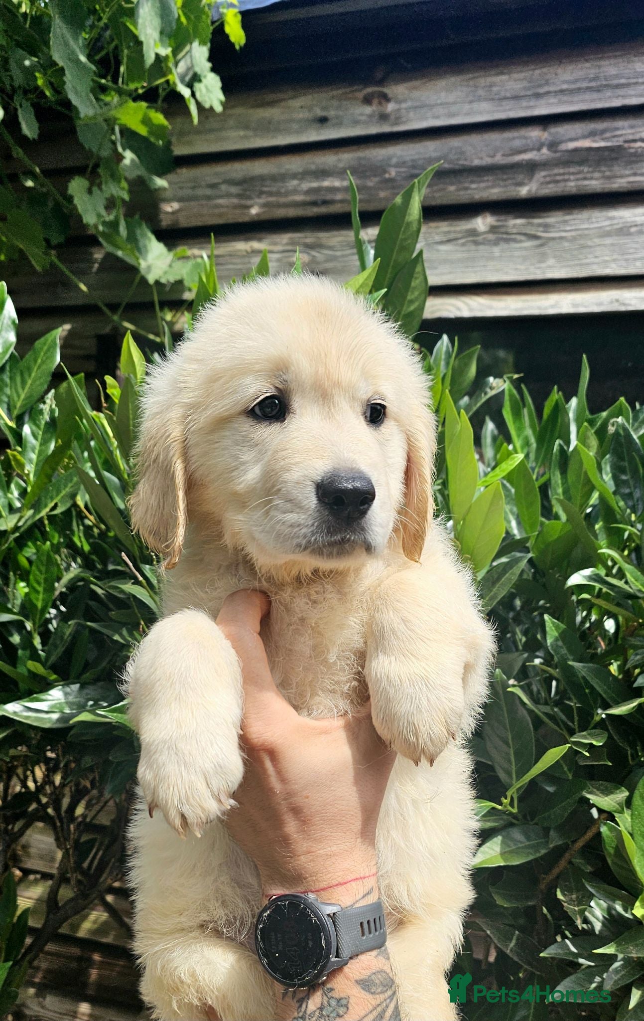 Golden Retriever dogs KC Golden Retriever Puppies READY TO GO NOW - Advert 4