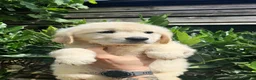 Golden Retriever dogs for sale: KC Golden Retriever Puppies READY TO GO NOW - Advert 1