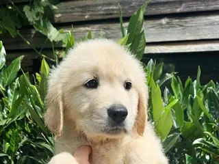 Golden Retriever dogs KC Golden Retriever Puppies READY TO GO NOW - Advert 4
