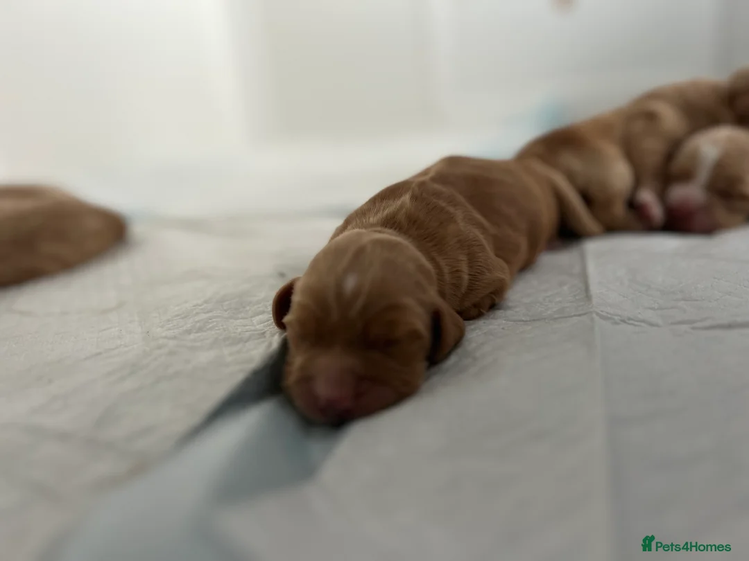 Cocker Spaniel dogs for sale: KC Registered and Vet checked Pups - Advert 29