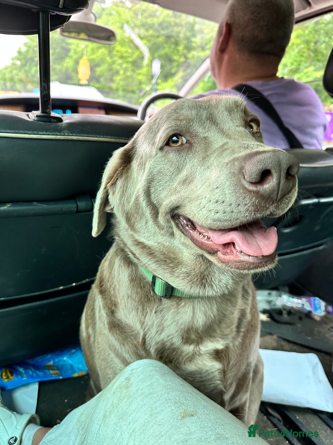 Labrador Retriever dogs for sale: KC SILVER/CHOCOLATE PEDIGREE LABRADOR PUPIES - Image 10