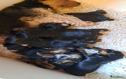 Yorkshire Terrier dogs for sale: Pedigree Yorkshire terrier puppy's  - Advert 8