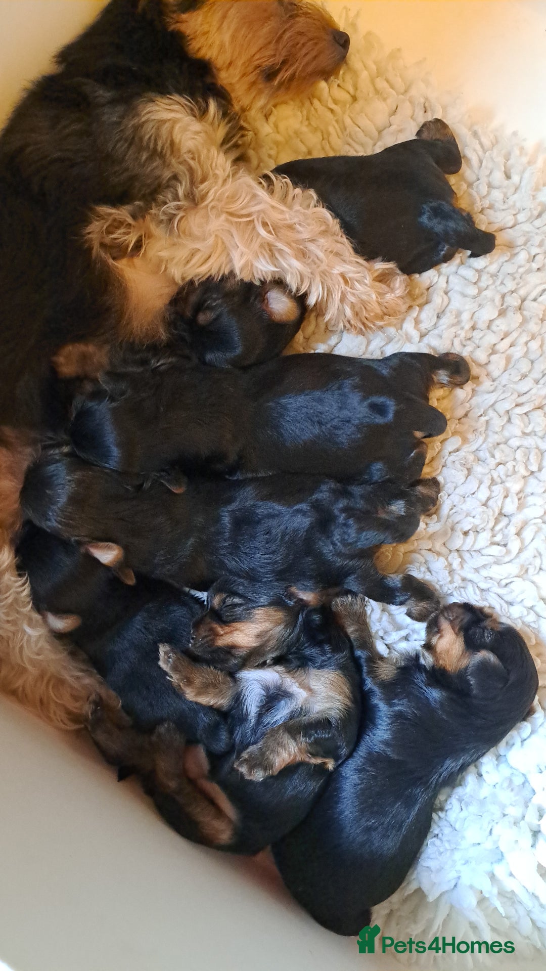 Yorkshire Terrier dogs for sale: Pedigree Yorkshire terrier puppy's  - Advert 8