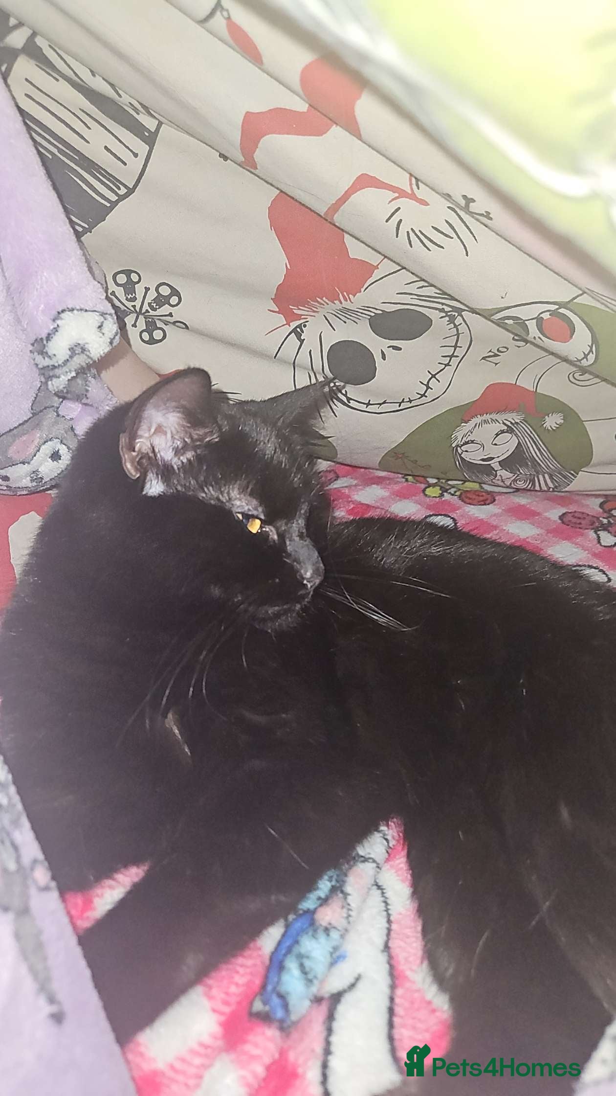 British Shorthair cats Wayne and bri in London - Advert 1