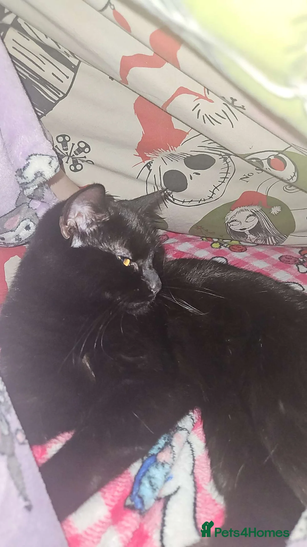 British Shorthair cats for sale: Wayne and bri in London - Advert 1