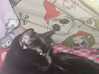 British Shorthair cats Wayne and bri in London - Advert 1