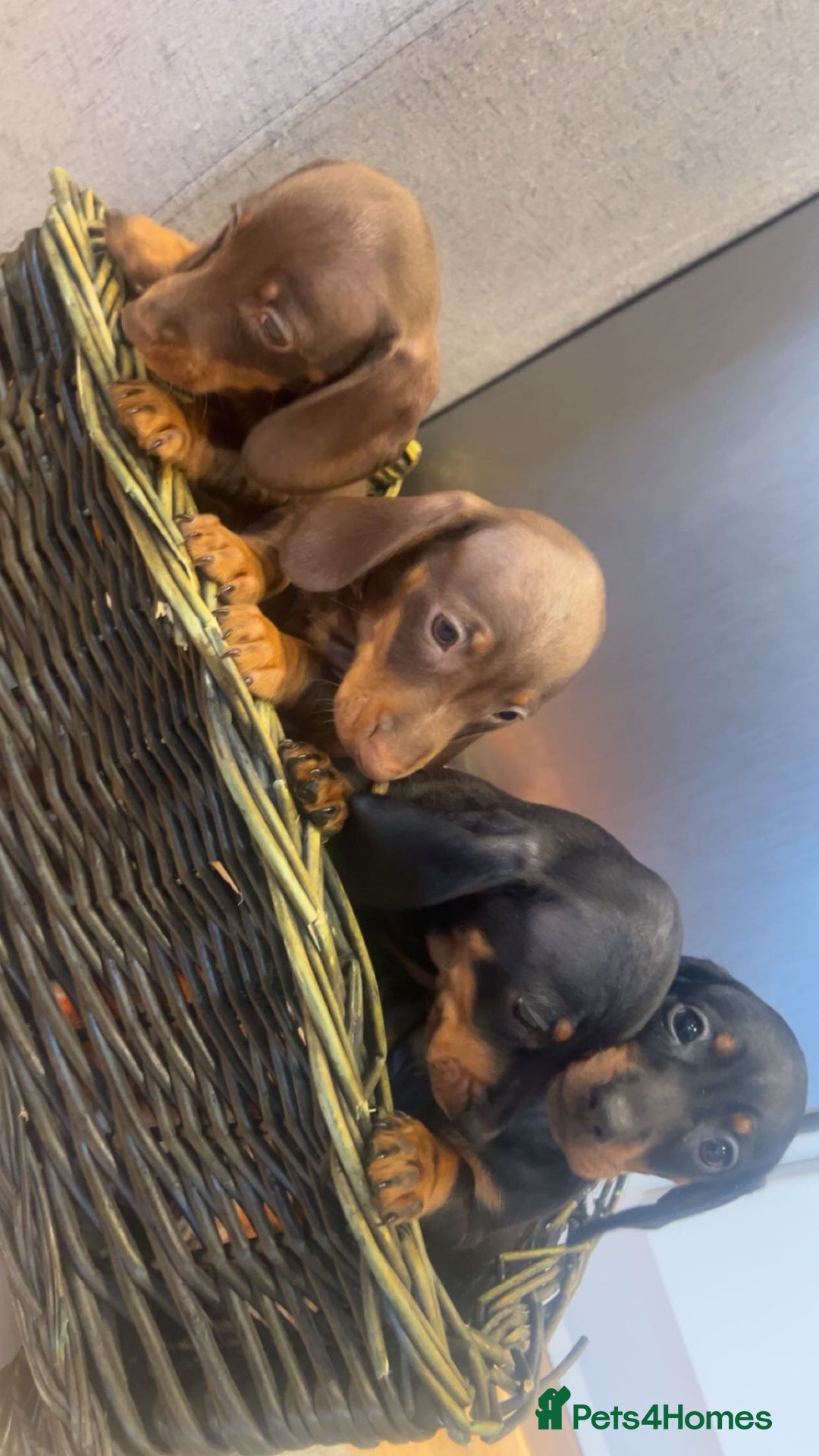 Miniature Dachshund dogs for sale: Minatures dachounds - Advert 10