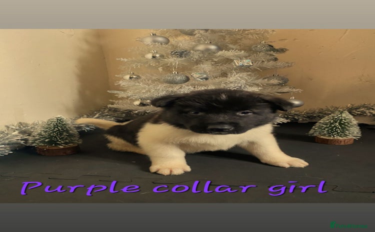 Akita dogs Ready to leave tomorrow. American Akita Puppies 🐾 - Advert 2