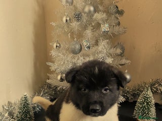 Akita dogs Ready to leave tomorrow. American Akita Puppies 🐾 - Advert 4