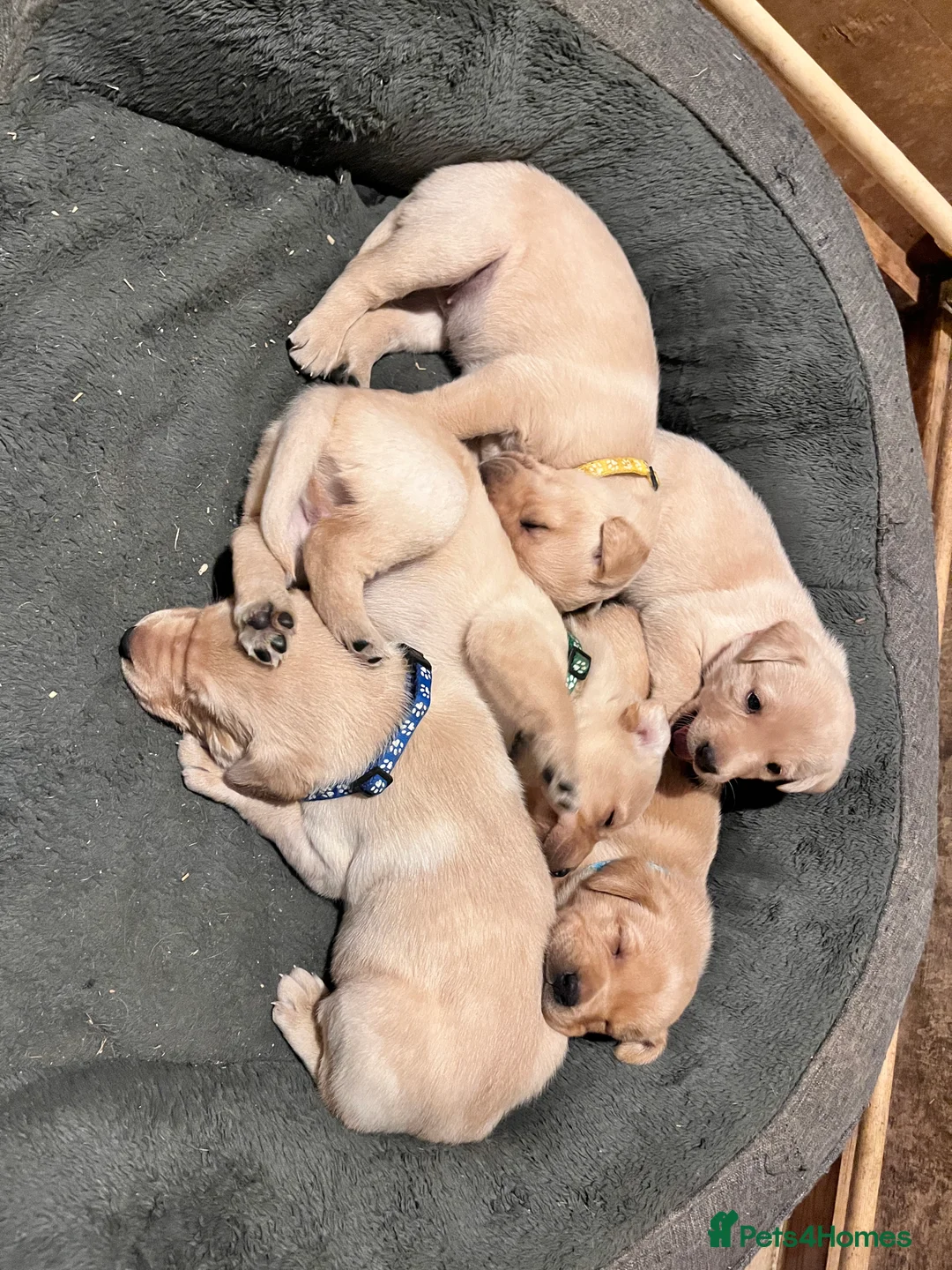 Labrador Retriever dogs for sale: Labrador retriever in Louth - Advert 7