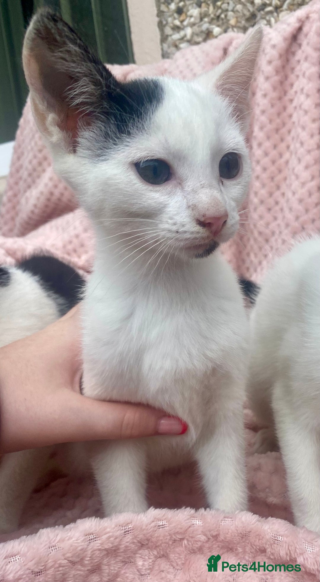 Mixed Breed cats for sale: Adorable bicolour kittens for sale - Image 5