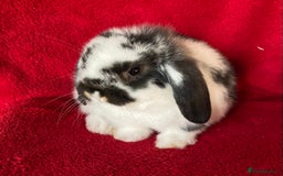 Mini Lop rabbits for sale: Adorable Pure Mini Lop Rabbit - Image 4