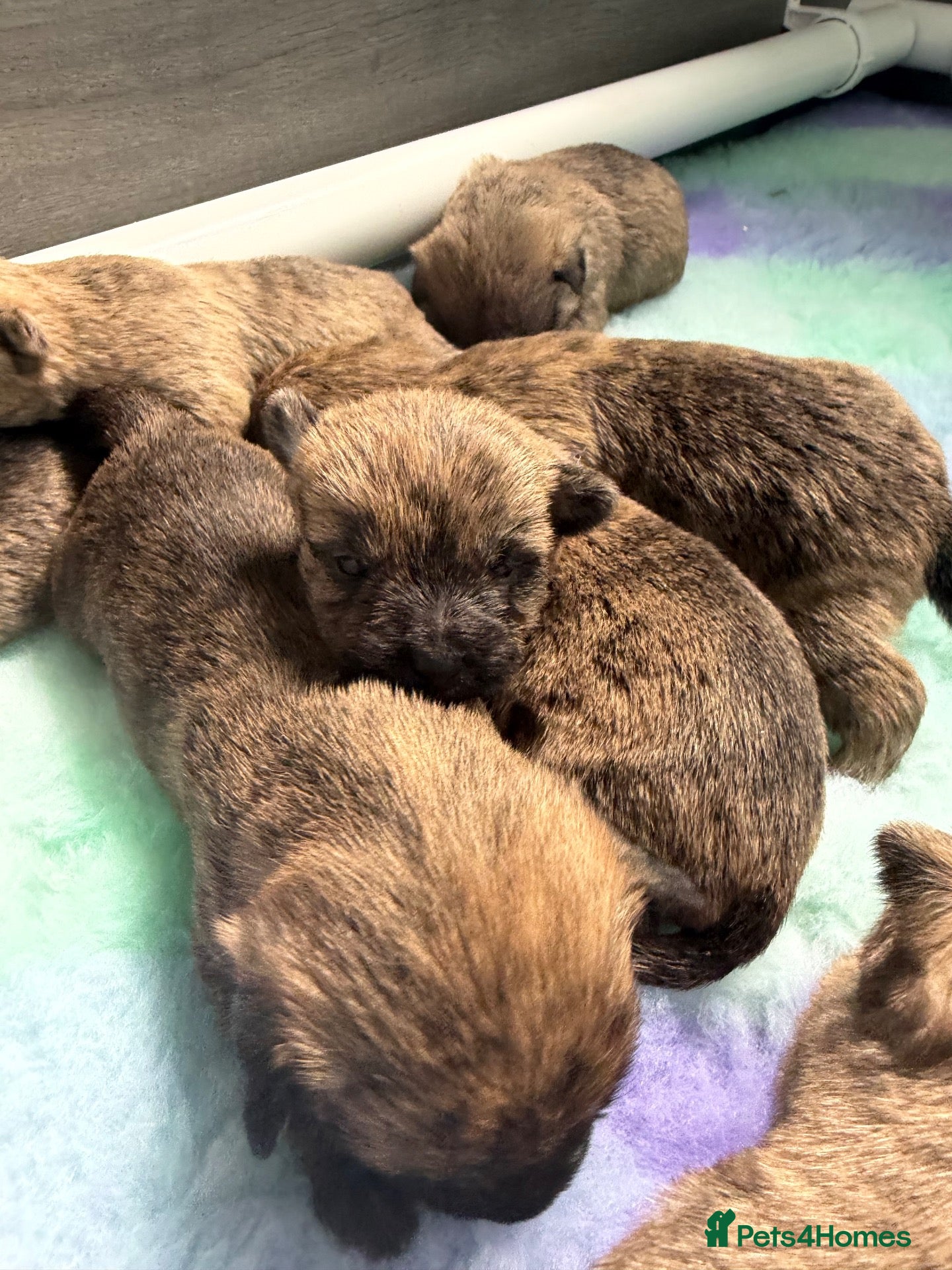 Cairn Terrier dogs Beautiful cairn terrier puppies  - Advert 1