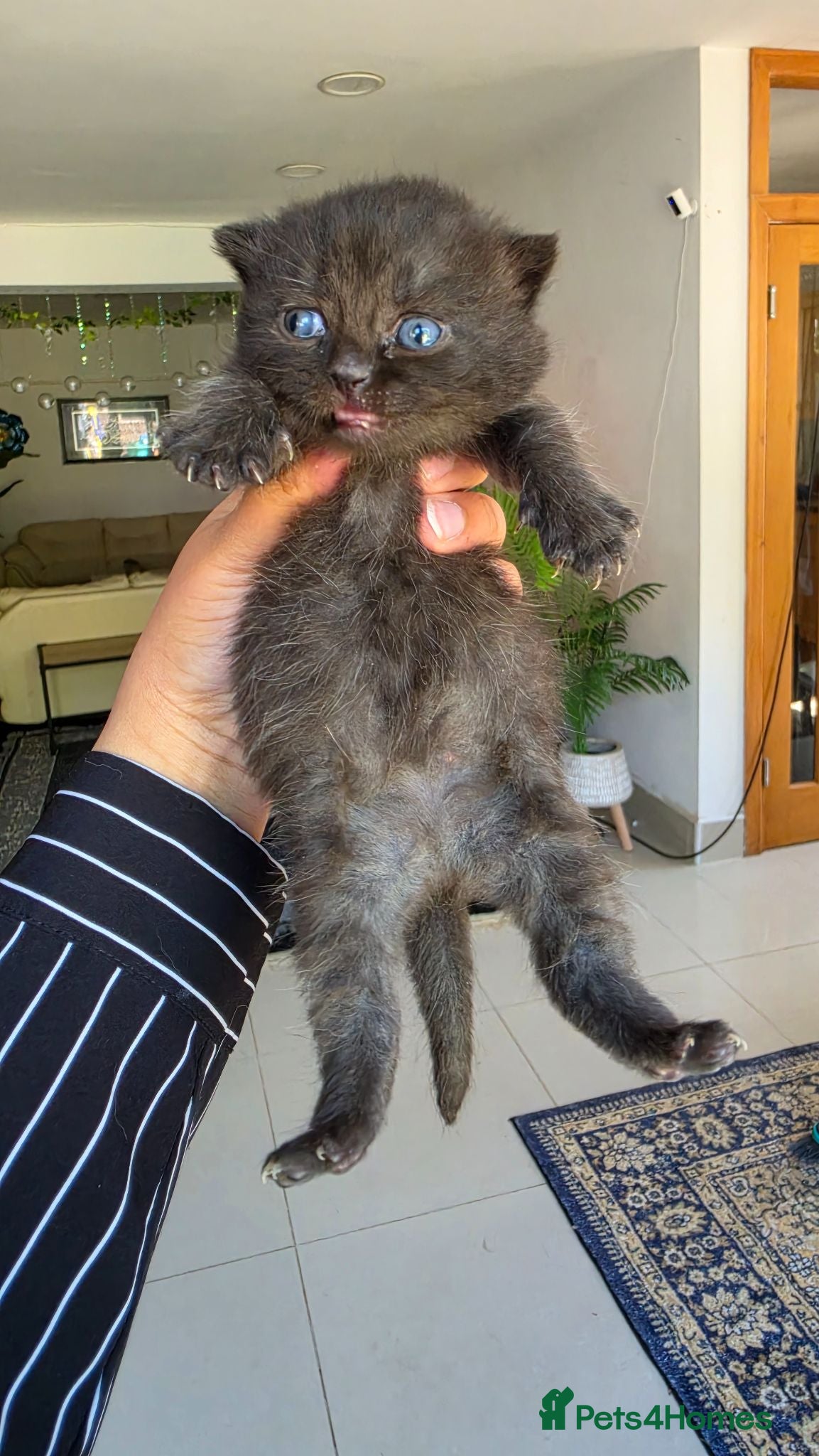 Scottish Fold cats Scottish fold kittens  - Advert 5