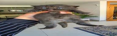 Scottish Fold 1
