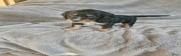 Cocker Spaniel dogs for sale: Cocker spaniel  in Helston - Advert 3