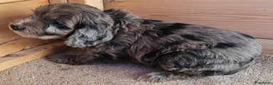 Cockapoo 1