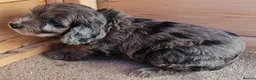 Cockapoo dogs for sale: Cockerapoo puppies F1  - Advert 32
