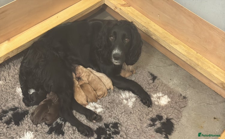 Sprocker dogs - Advert 1