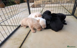 Labrador Retriever dogs for sale: Labrador Retriver Pupies For Sale - Image 7