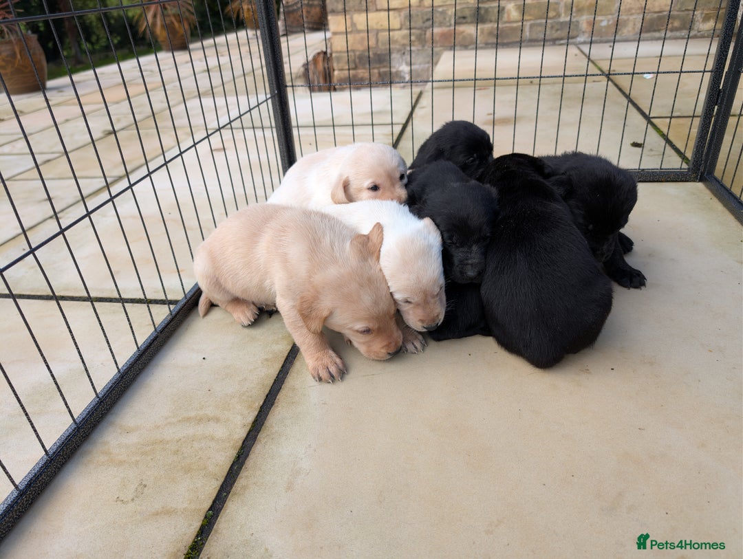 Labrador Retriever dogs for sale: Labrador Retriver Pupies For Sale - Image 7