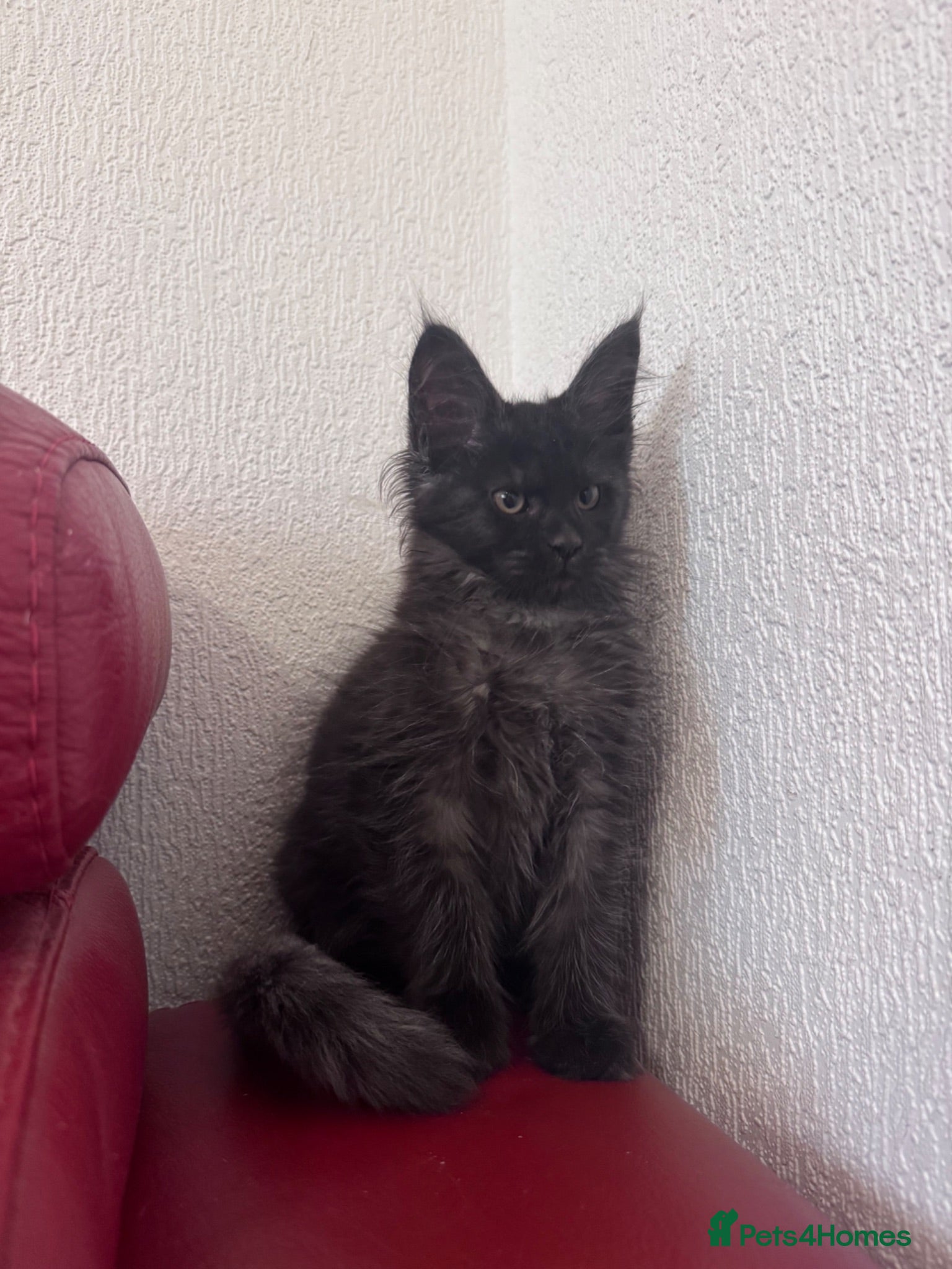 Maine Coon cats Maine Coon active kittens Black smoke female - Advert 2