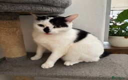 Mixed Breed cats for sale: FREE TO A GOOD HOME  - Image 4