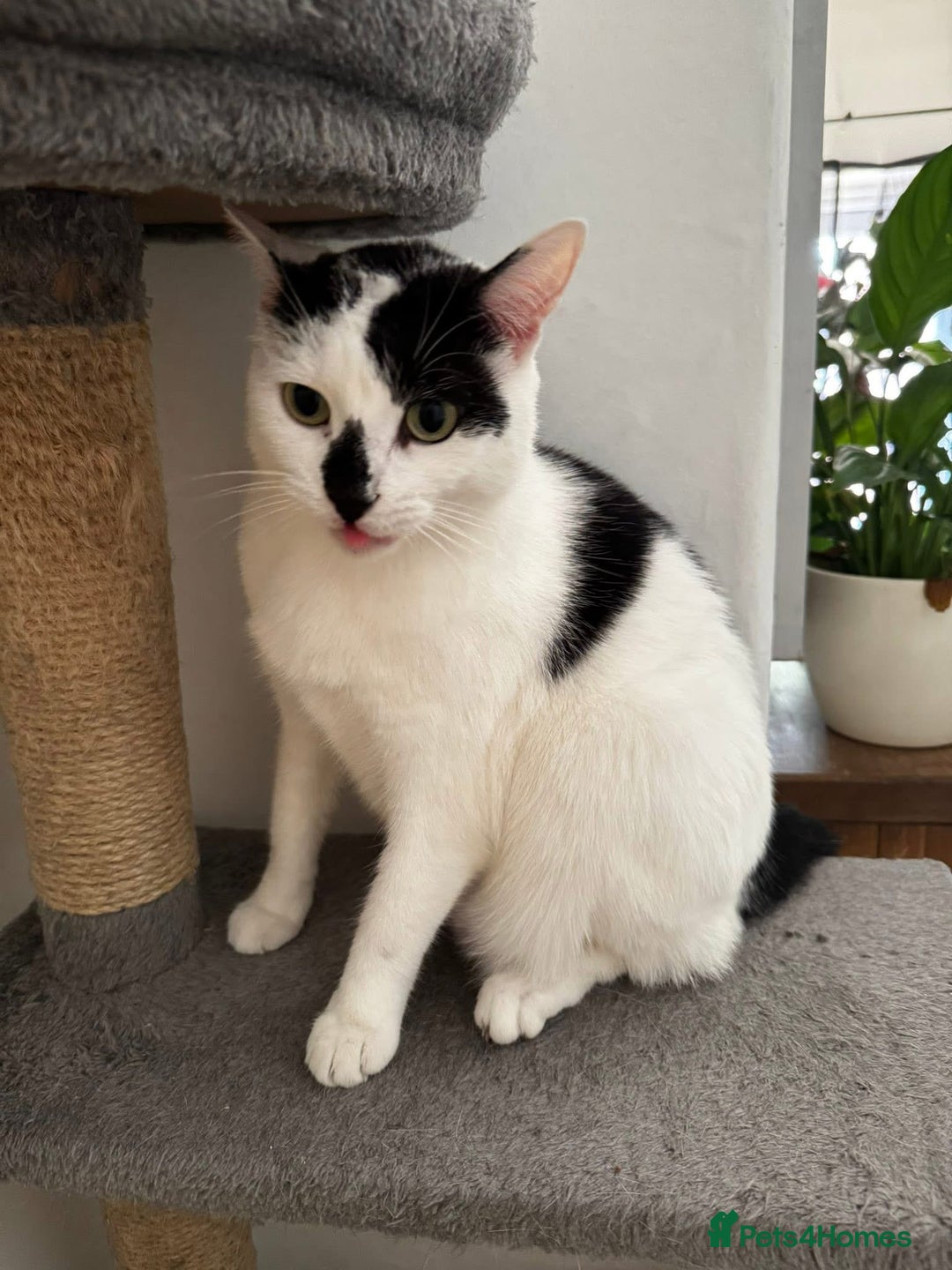 Mixed Breed cats for sale: FREE TO A GOOD HOME  - Image 4