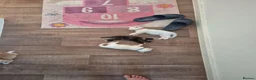 Mixed Breed cats for sale: 6 enjoyable kittens looking for forever home - Advert 4