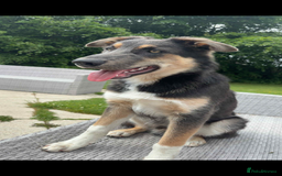 Mixed Breed dogs for sale: 9 month old blue gsd x collie  - Image 4