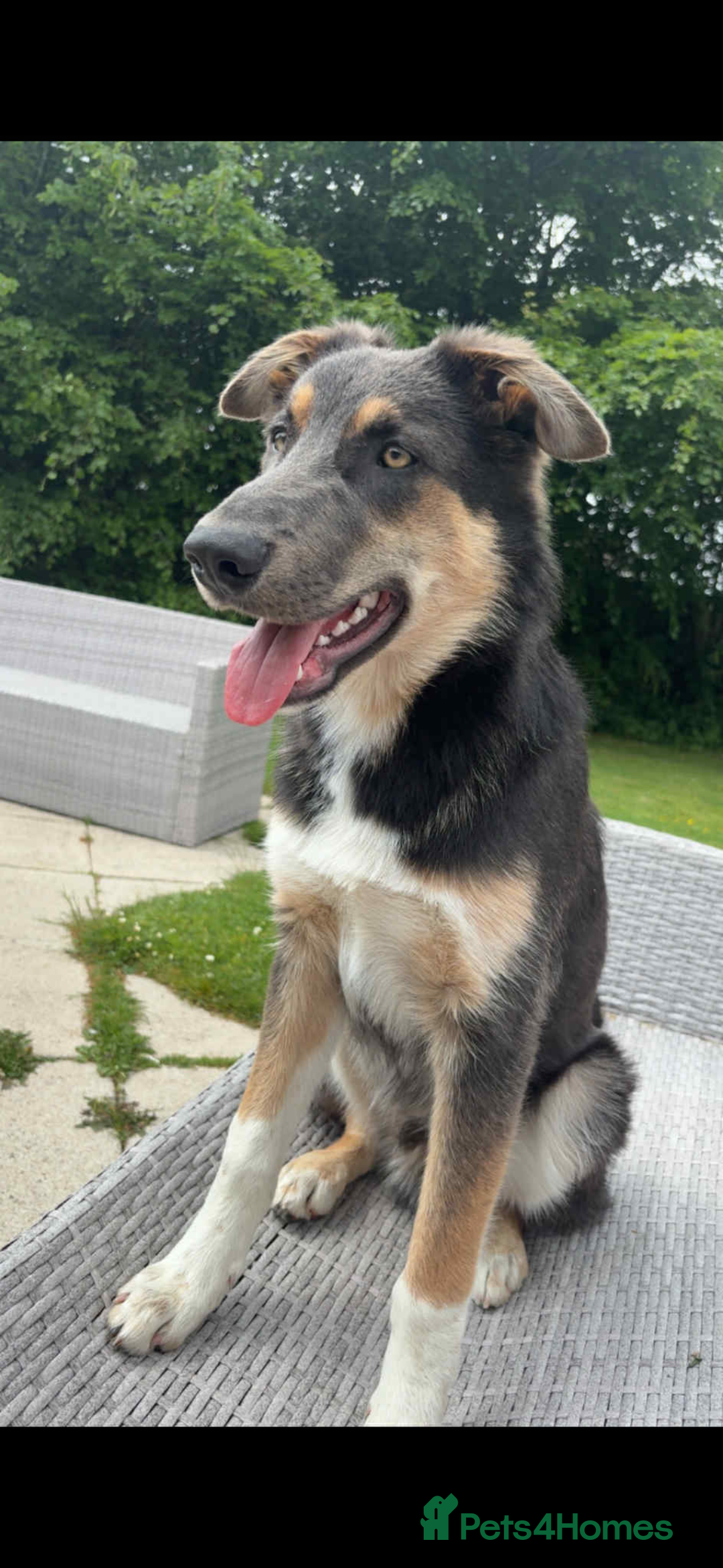 Mixed Breed dogs for sale: 9 month old blue gsd x collie  - Image 4