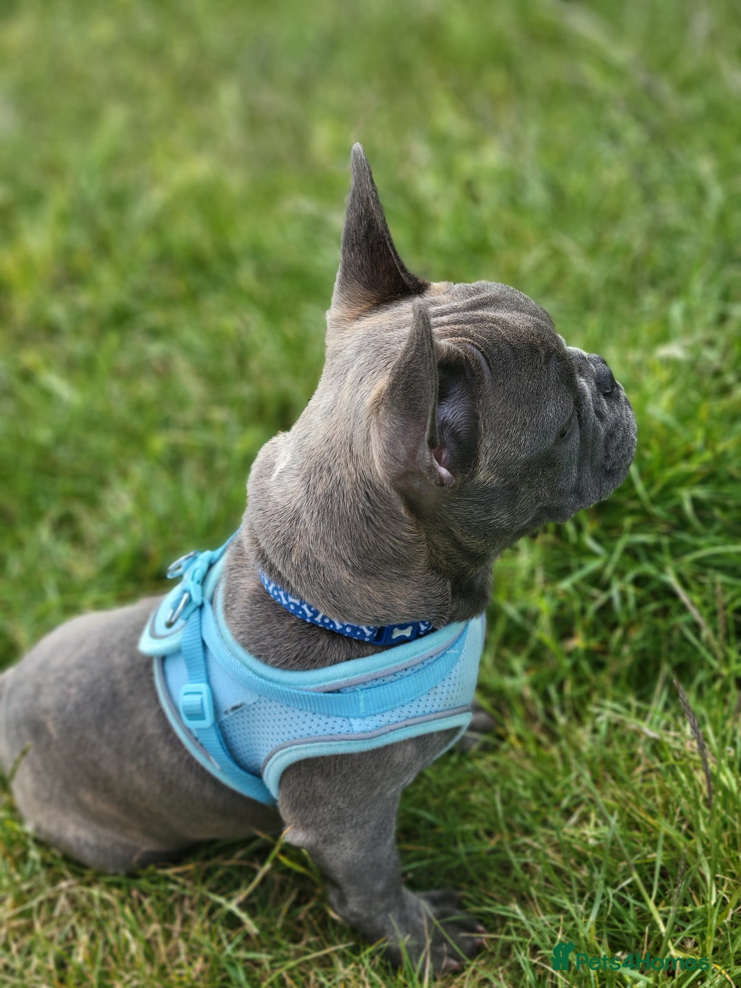 French Bulldog dogs for sale: Male French bulldog  - Image 5
