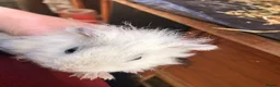 Guinea Pig rodents for sale: Baby Male and female Swiss, shelti, short haired - Advert 6