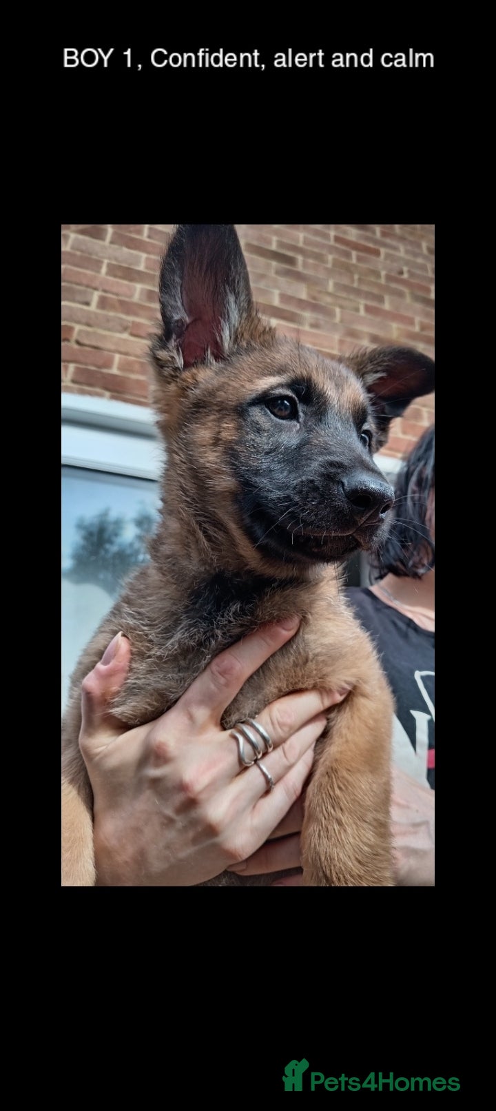 Belgian Shepherd Dog dogs 🔥 Belgian Malinois Puppies – Full of Confidence - Advert 5