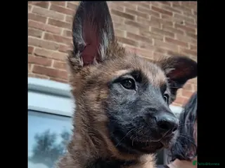 Belgian Shepherd Dog dogs 🔥 Belgian Malinois Puppies – Full of Confidence - Advert 5