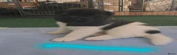 Akita dogs for sale: KC registered American Akita puppies - Advert 10