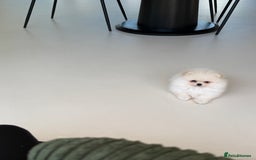 Pomeranian dogs for sale: Mini Pomeranian boy - Image 2