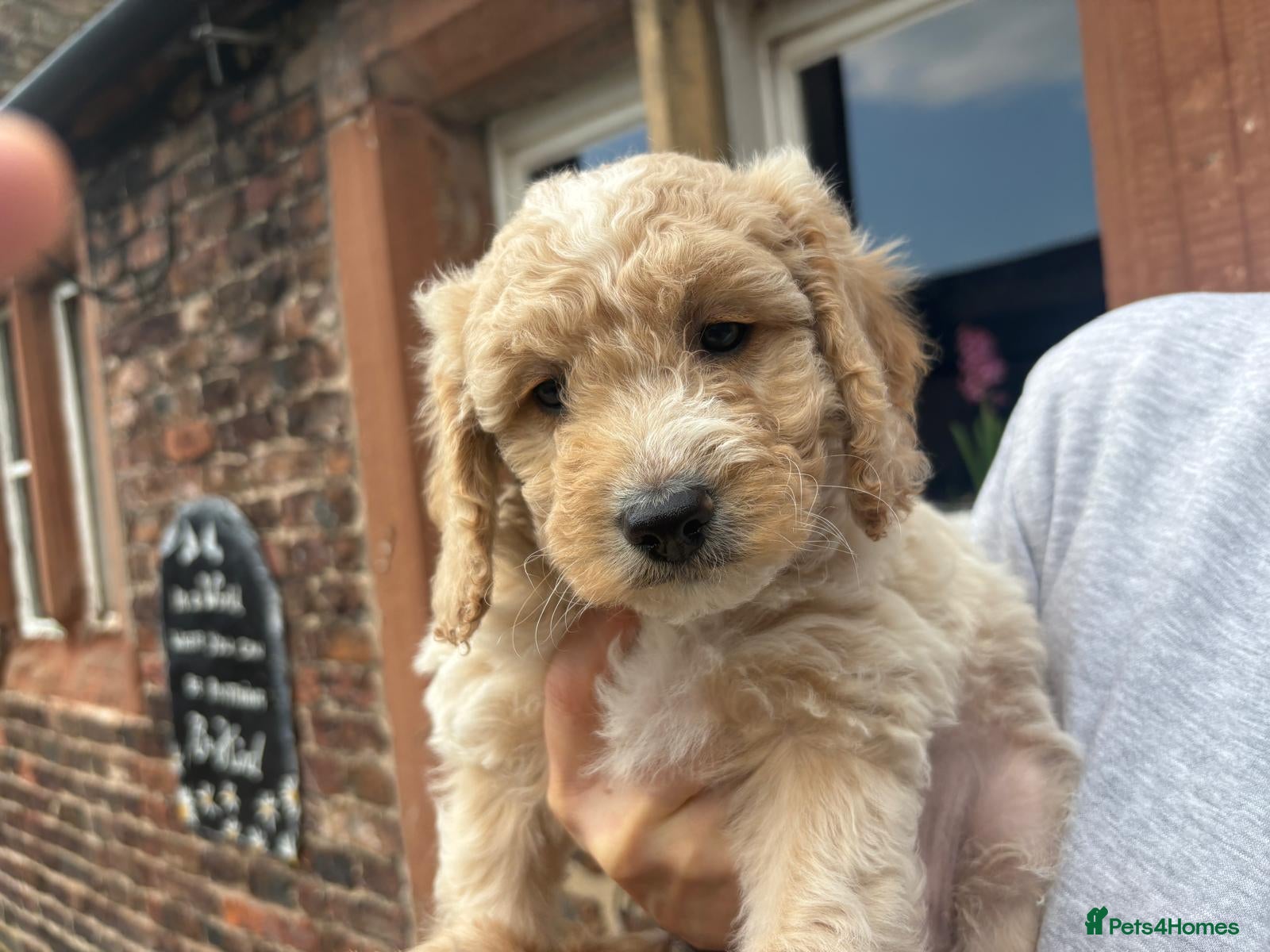Mixed Breed dogs Golden Retriever Cockapoo boy puppies - Advert 1